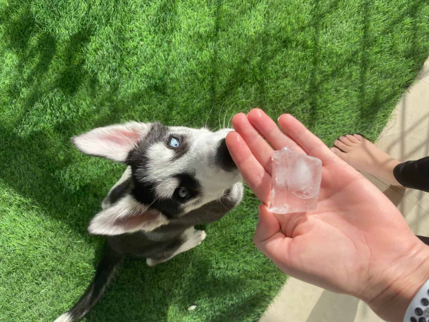 A person holding ice and a husky in frame