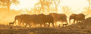 Watch an Elephant Trumpet and Charge at a Pack of Wild Dogs in a Show of Strength Picture