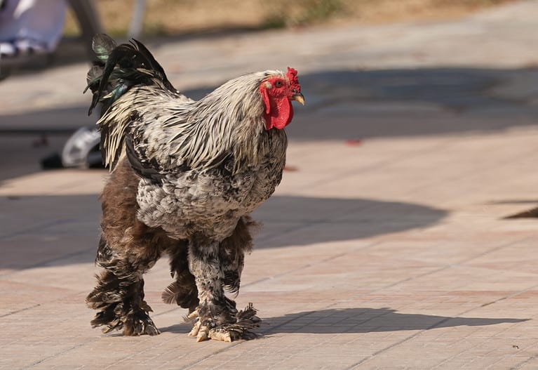 Booted bantam going for a walk.