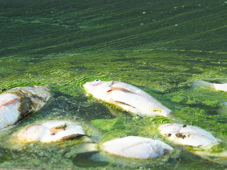 Dead fish floating in algae bloom.Water pollution
