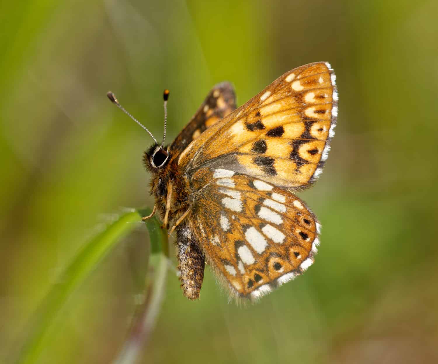 Duke Of Burgundy - Hamearis lucina Male underside. One of the rarest butterflies fluttering around England. 