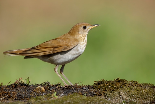 Adult Veery (Veery, Catharus fuscescens) Galveston Co., Texas, USA