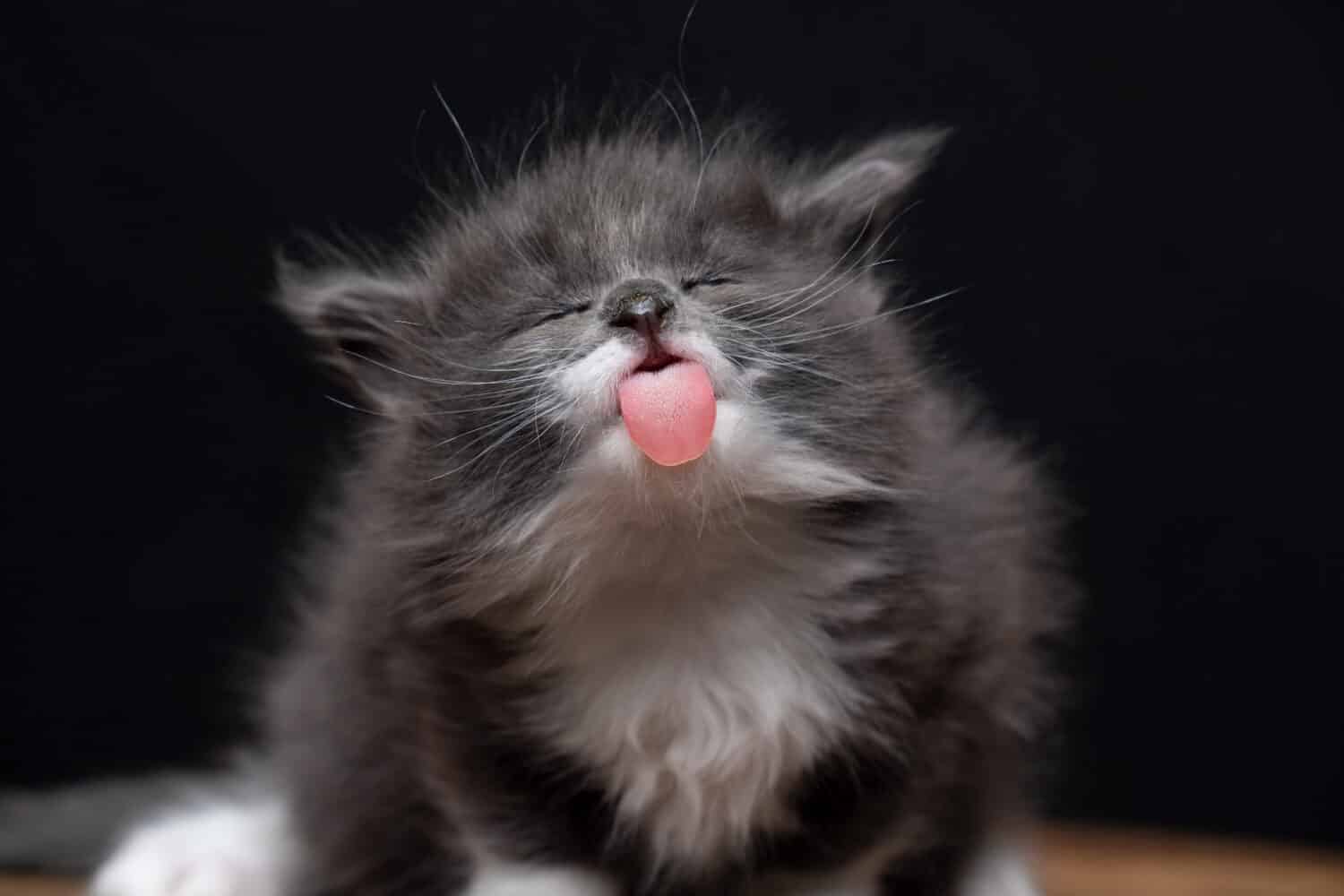funny 4 week old maine coon kitten sticking out tiny tongue