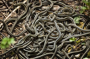 The 8 Most Snake Infested Areas in Canada Picture