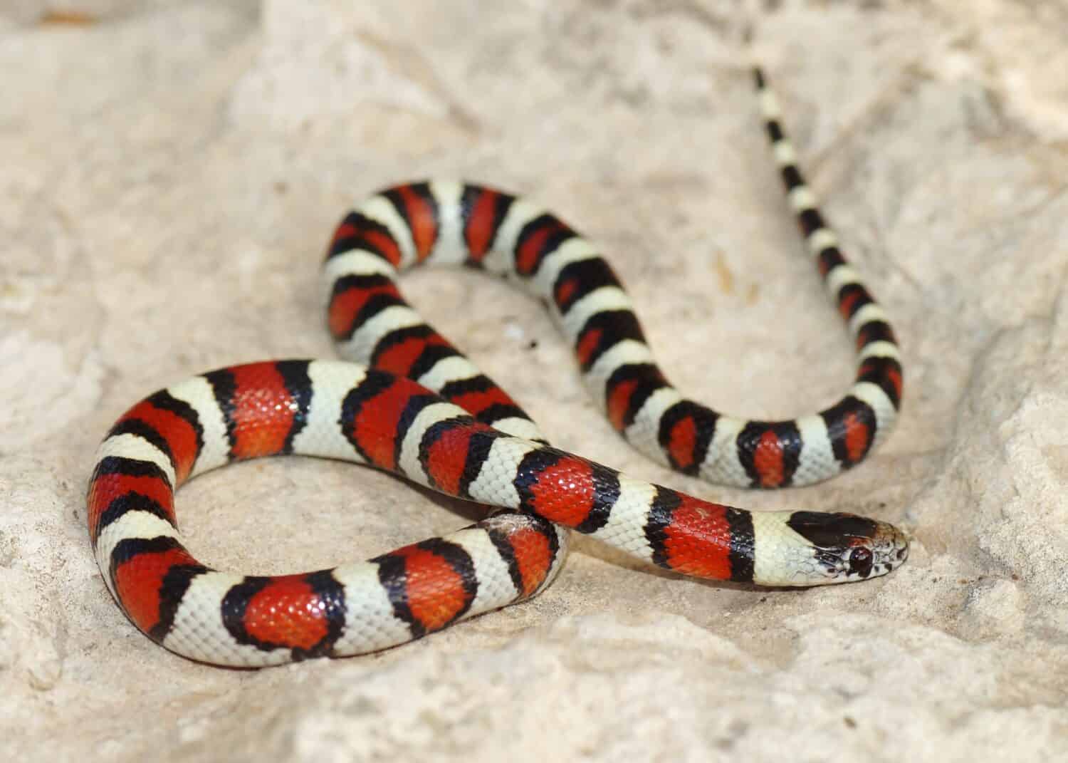 Coral Snake - red, black and white colors of a mimic snake, Lampropeltis triangulum gentilis 