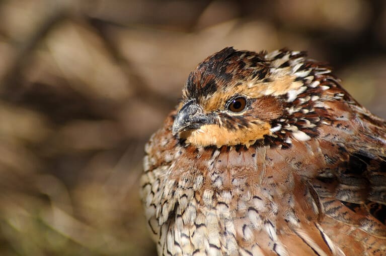 female Northern Bobwhite, Virginia Quail or Bobwhite Quail, Colinus virginianus, a favourite game bird.