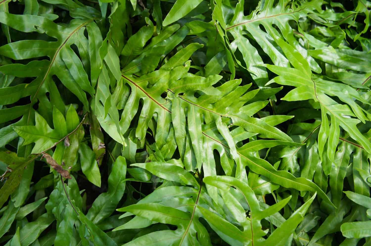 Microsorum diversifolium or kangaroo paw ferns green plant background