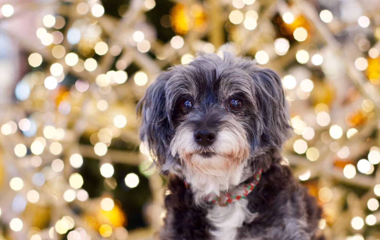 Adorable grey Maltipoo with Christmas light bokeh in the background