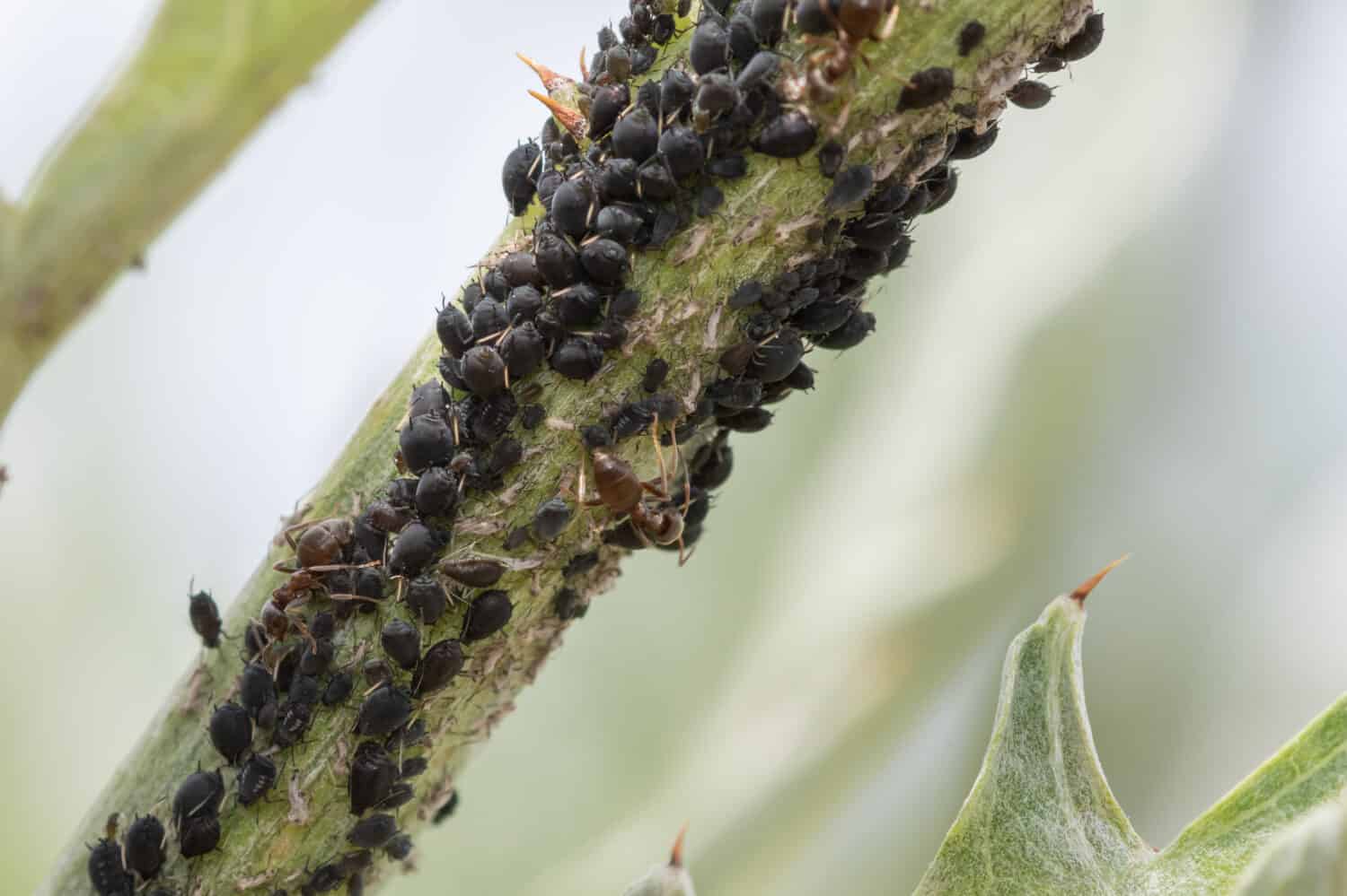 Macro shot of a blackfly infestation on a plant in the garden