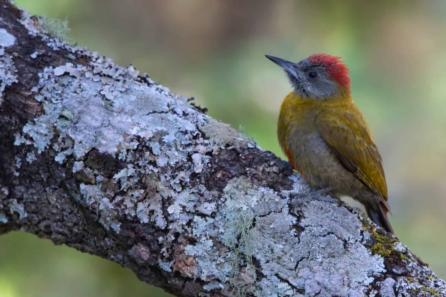 Olive Woodpecker (Dendropicos griseocephalus) perched in a tree in Angola.