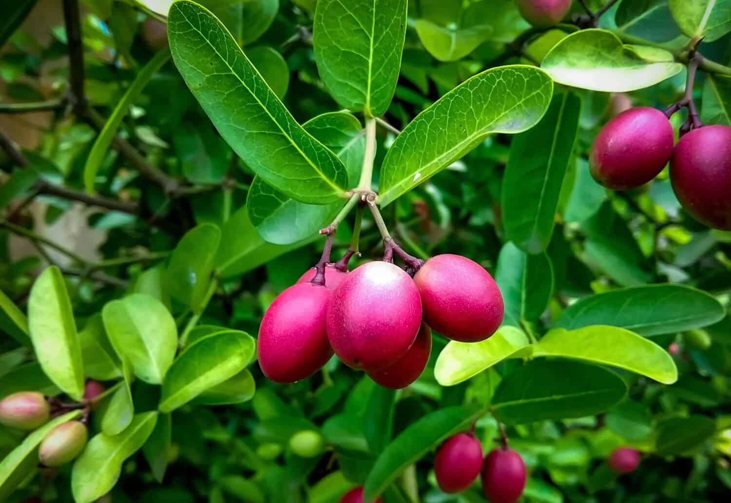 Indian cherry or riberry fruits hanging on the tree