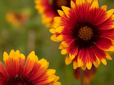 A The Best Perennial Flowers for North Dakota: 10 Flowers for a Consistent Bloom