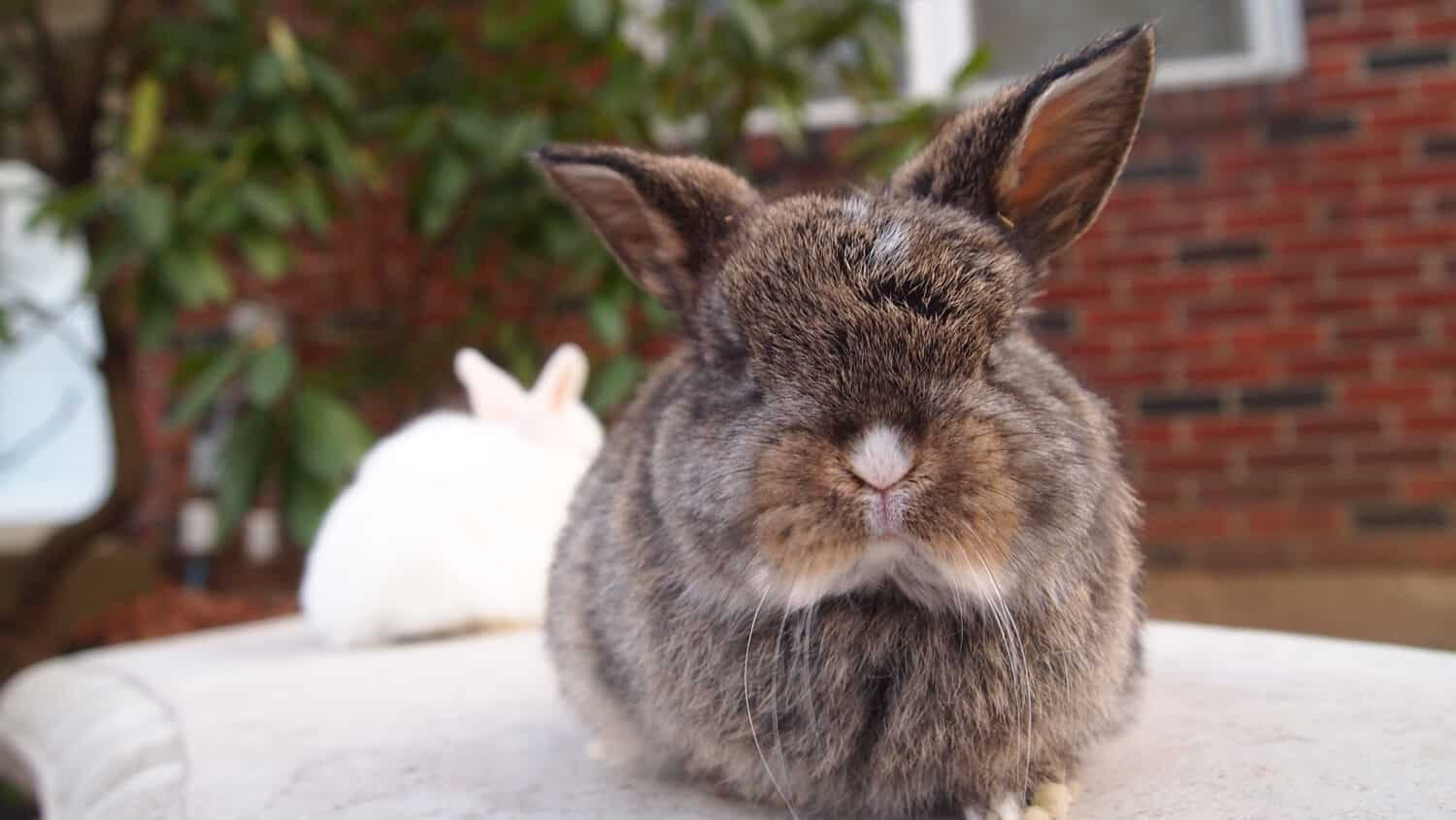 Tiny fluffy baby Holland lop bunny