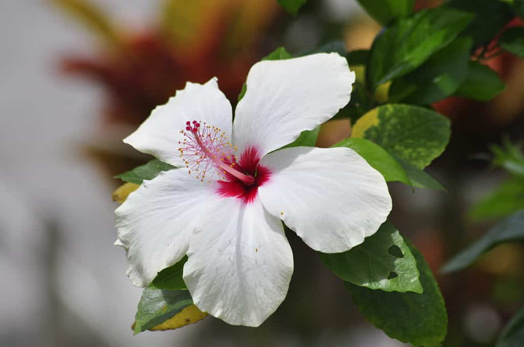 Close-up of white hibiscus and green leaves with tropical colors in soft-focus in the background