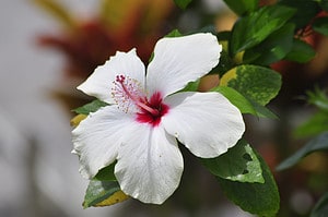 When Do Hibiscus Bloom? Discover Peak Season by Zone Picture