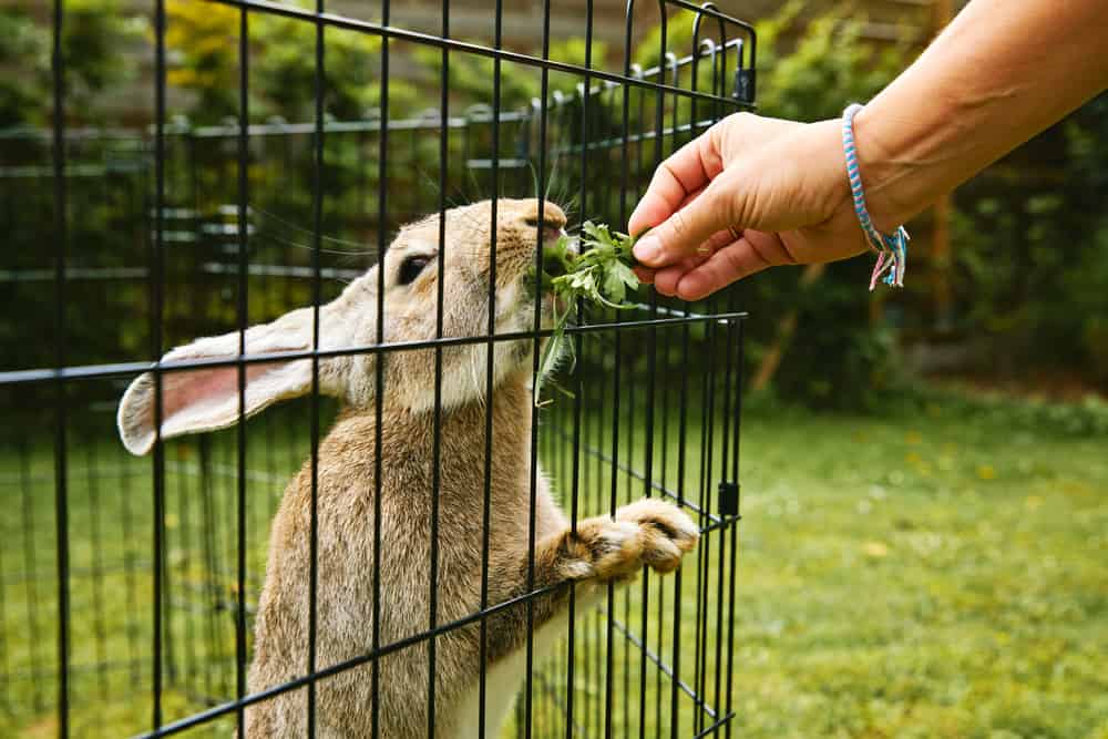 flemish giant rabbit in the enclosure of a private garden with lawn