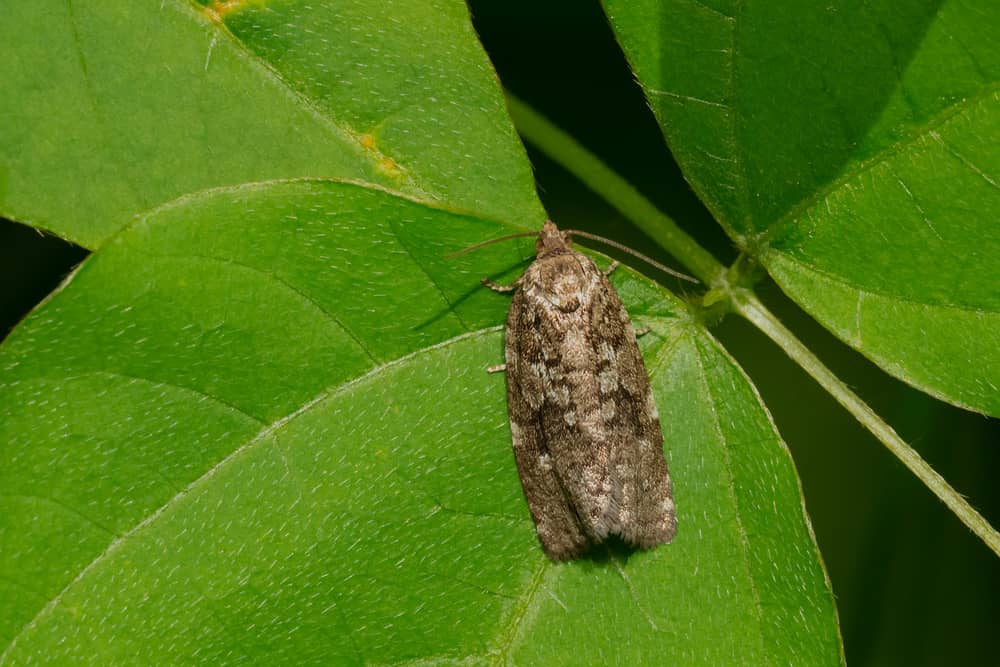 A Spruce Budworm is resting on a green leaf. Taylor Creek Park, Toronto, Ontario, Canada.