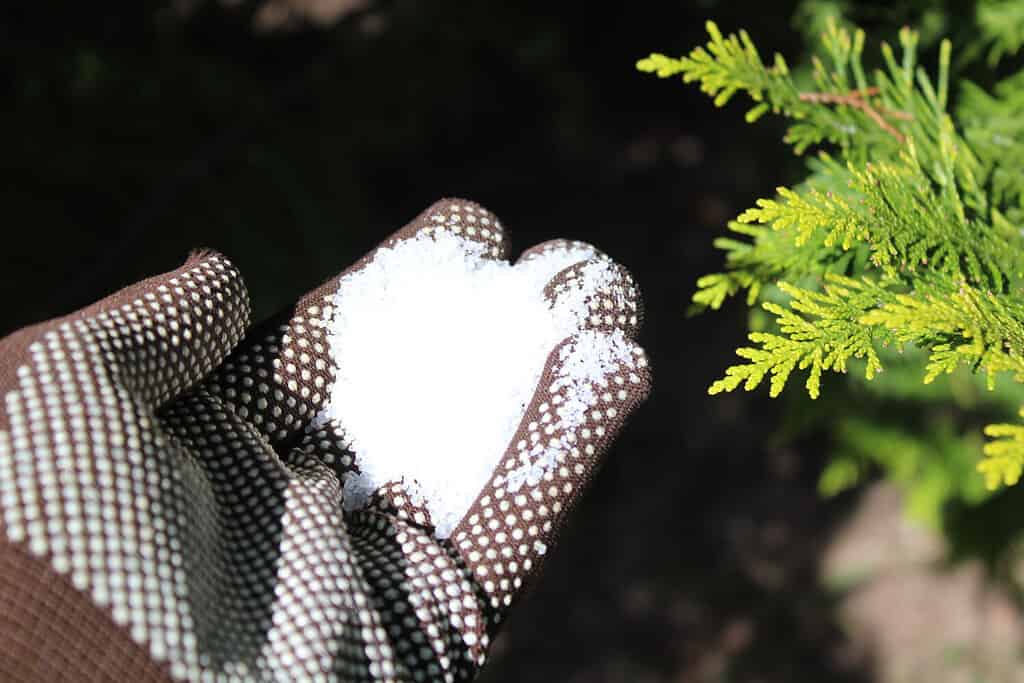 epsom salt in a hand with gloves