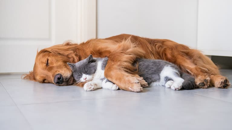 Dog and cat sleeping together