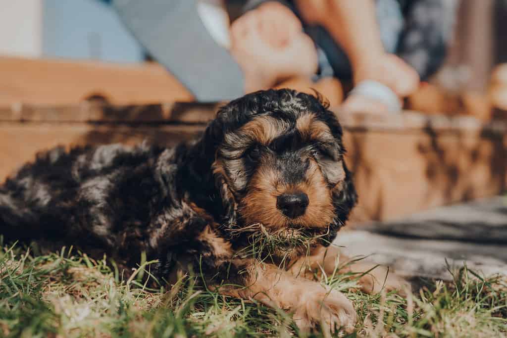 Cute two month old Cockapoo puppy caught eating grass in the garden, looking at the camera, selective focus on the eyes.