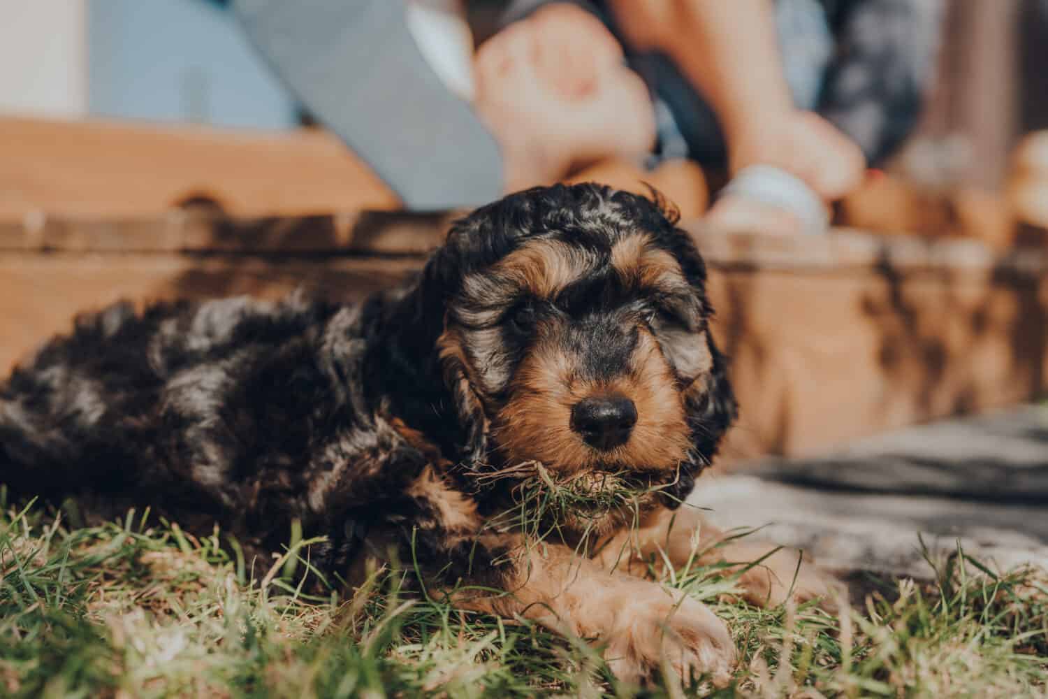 Cute two month old Cockapoo puppy caught eating grass in the garden, looking at the camera, selective focus on the eyes.