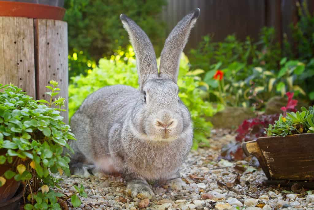 Flemish Giant