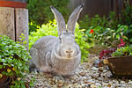 Flemish Giant Rabbit Size Comparison: How Big Do These Rabbits Get? - A ...