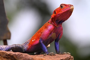 Dreaming of Lizards: Discover the Spiritual Meaning and Interpretation Picture