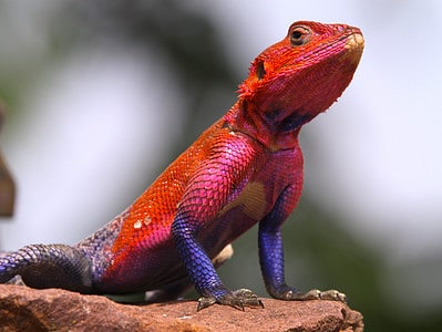A Dreaming of Lizards: Discover the Spiritual Meaning and Interpretation