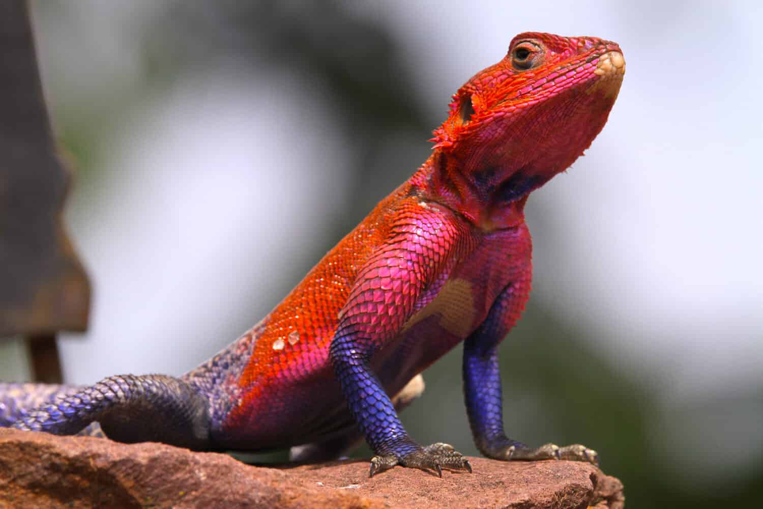 Vibrant Colored Mwanza Flat-Headed Rock Agama lizard