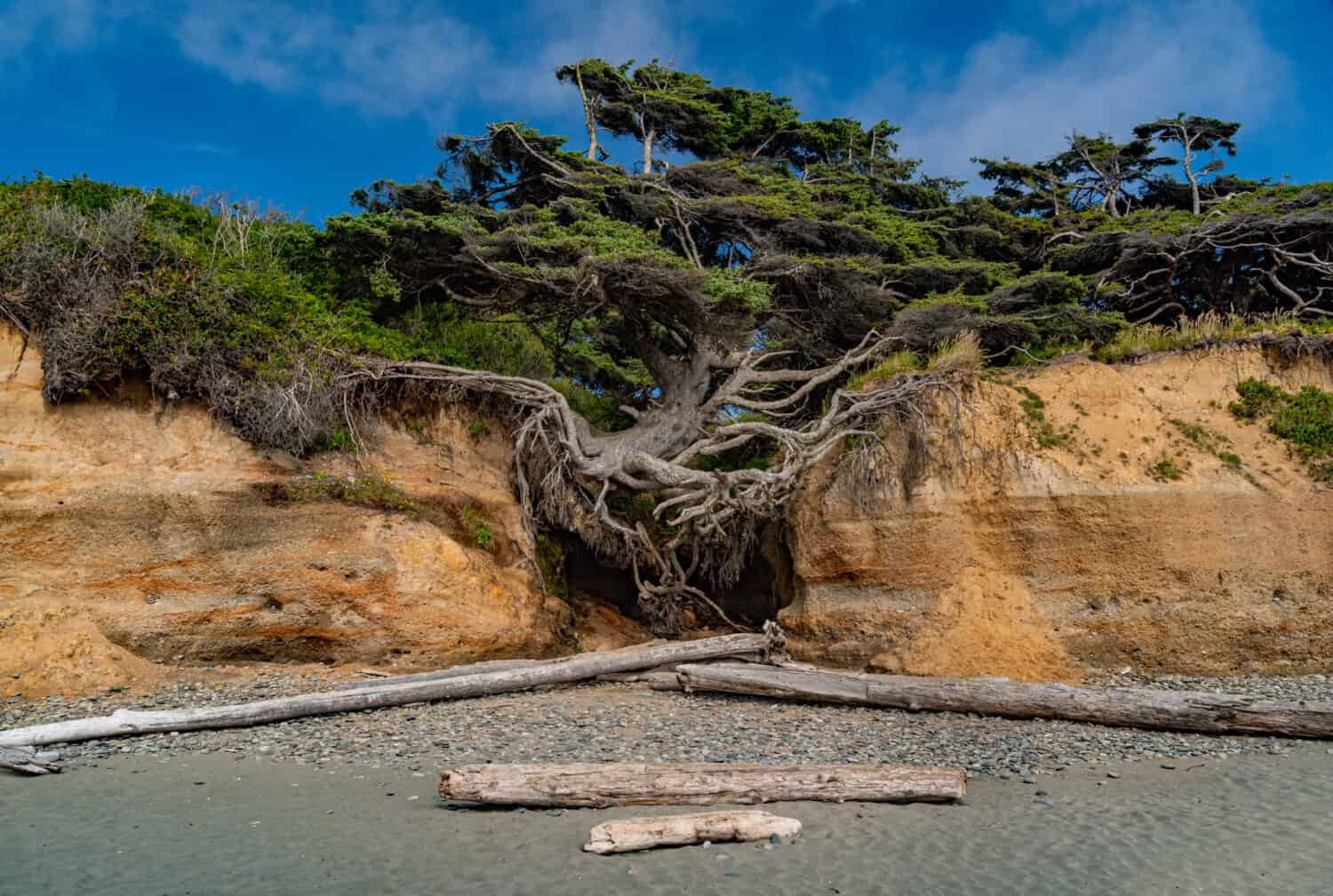 The exposed roots of the Kalaloch Tree, also referred to as the tree of life, located on Kalaloch Beach in Olympic National Park on the northwest peninsula of Washington State, United States. 
