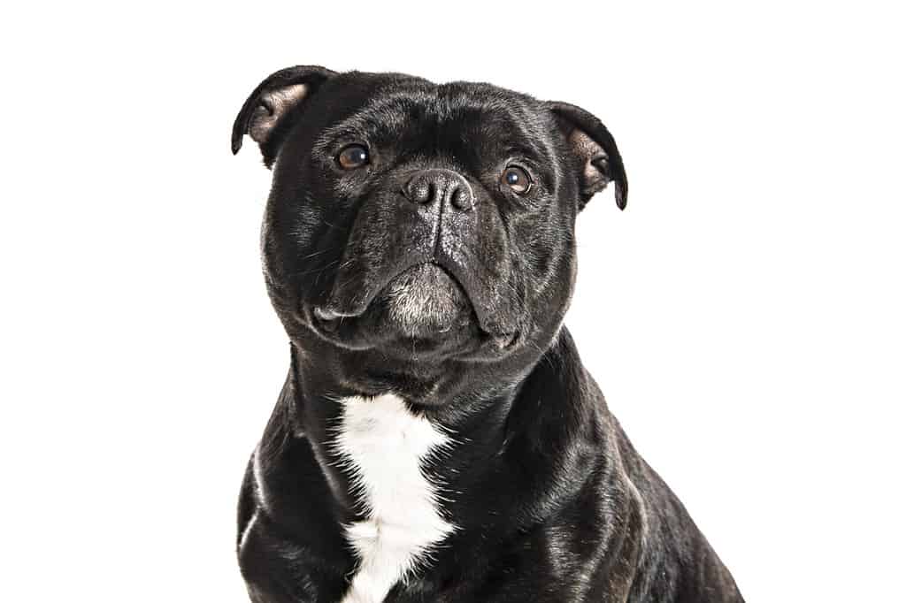 Staffordshire Bull Terrier isolated on White