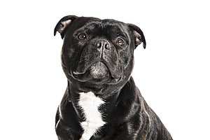 Staffordshire Bull Terrier Colors: Rarest to Most Common Picture