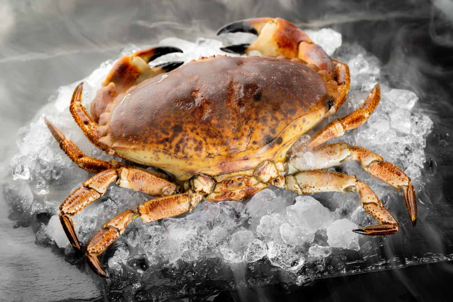 Fresh raw Florida stone crab on heap of ice on black stone plate with icy frost cold steam fog. Fresh food seafood at market concept.