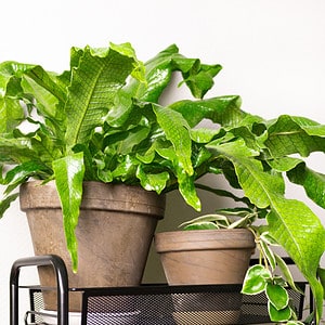 8 Best Indoor Houseplants for Humid Homes Picture