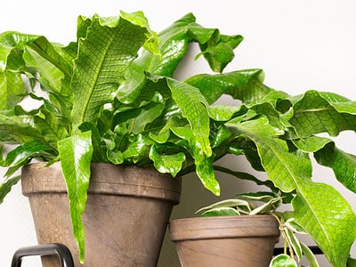 A 8 Best Indoor Houseplants for Humid Homes