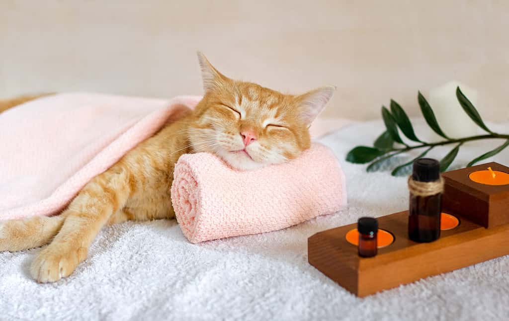 A cat sleeps resting his head on a towel on a massage table while taking spa treatments, massage oil, relax