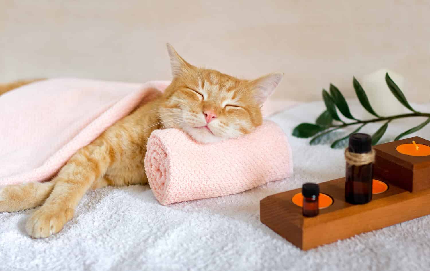 A cat sleeps resting his head on a towel on a massage table while taking spa treatments, massage oil, relax