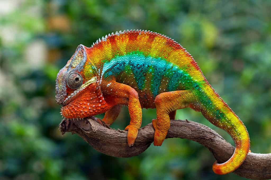 10 Cheapest Chameleons To Keep As Pets