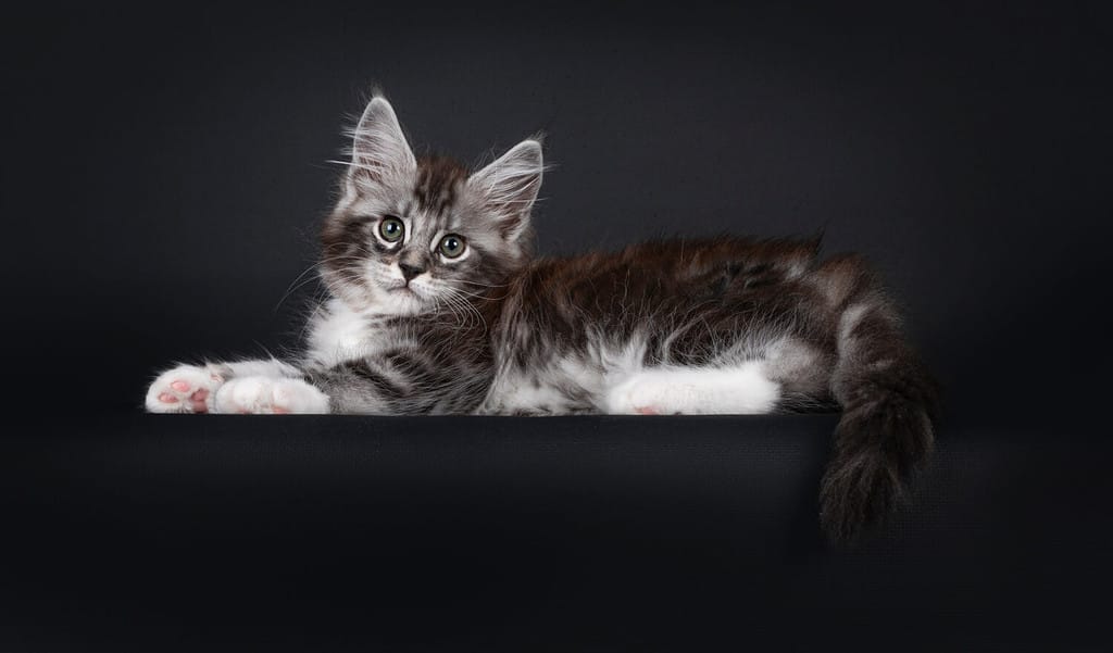 Handsome silver tabby 10 week old Maine Coon cat kitten, laying down side ways. Looking at camera with greenish eyes. Isolated on black background.
