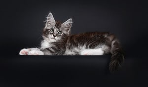 265 Amazing and Clever Maine Coon Cat Names Picture