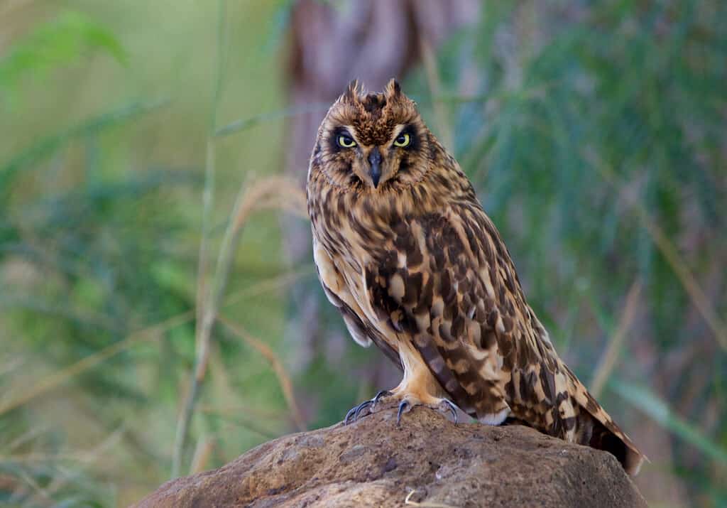 Hawaiian short eared owl or pueo sitting on a rock on Kauai, Hawaii