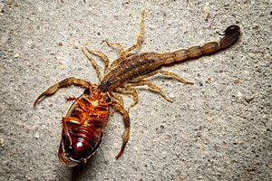 Watch What Happens When a Lone Scorpion Takes on 1000 Cockroaches Picture