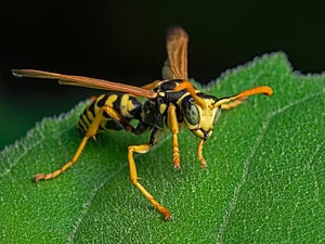 Beware of The Top 7 Largest Wasps Buzzing Around America Picture