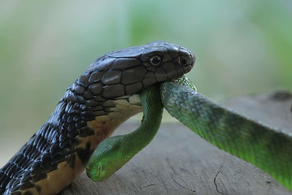 King Cobra eat venomous green viper