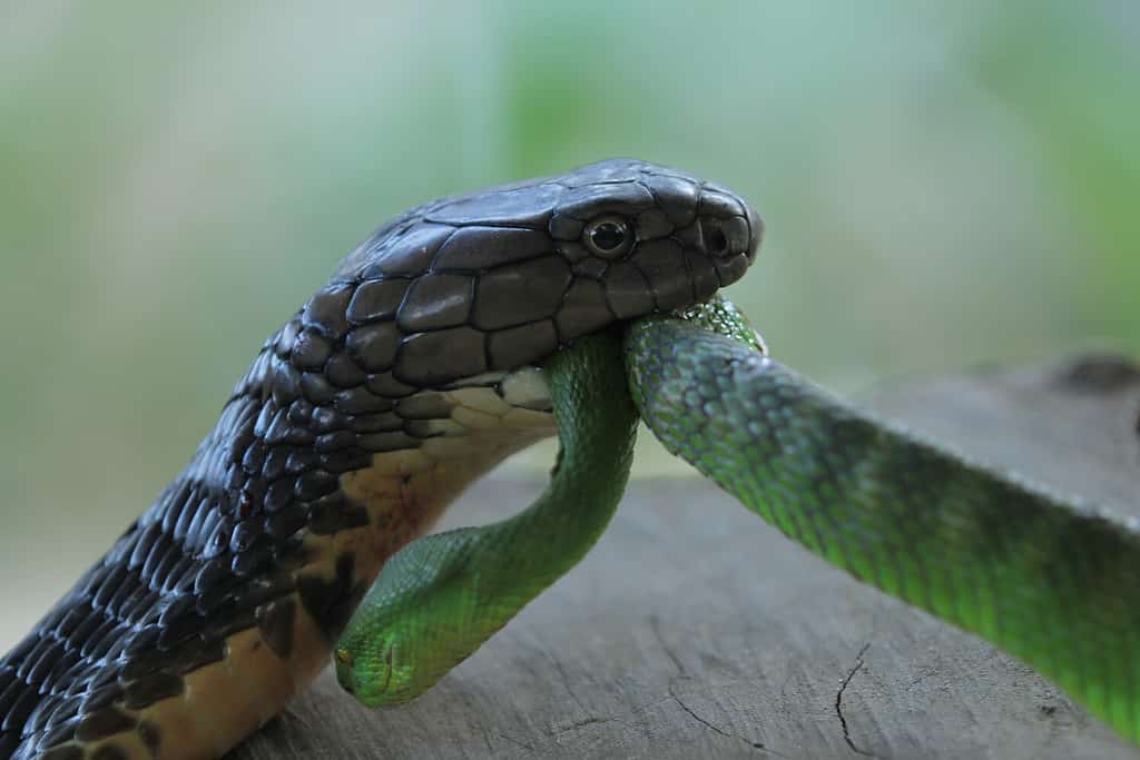 king cobra eating a python