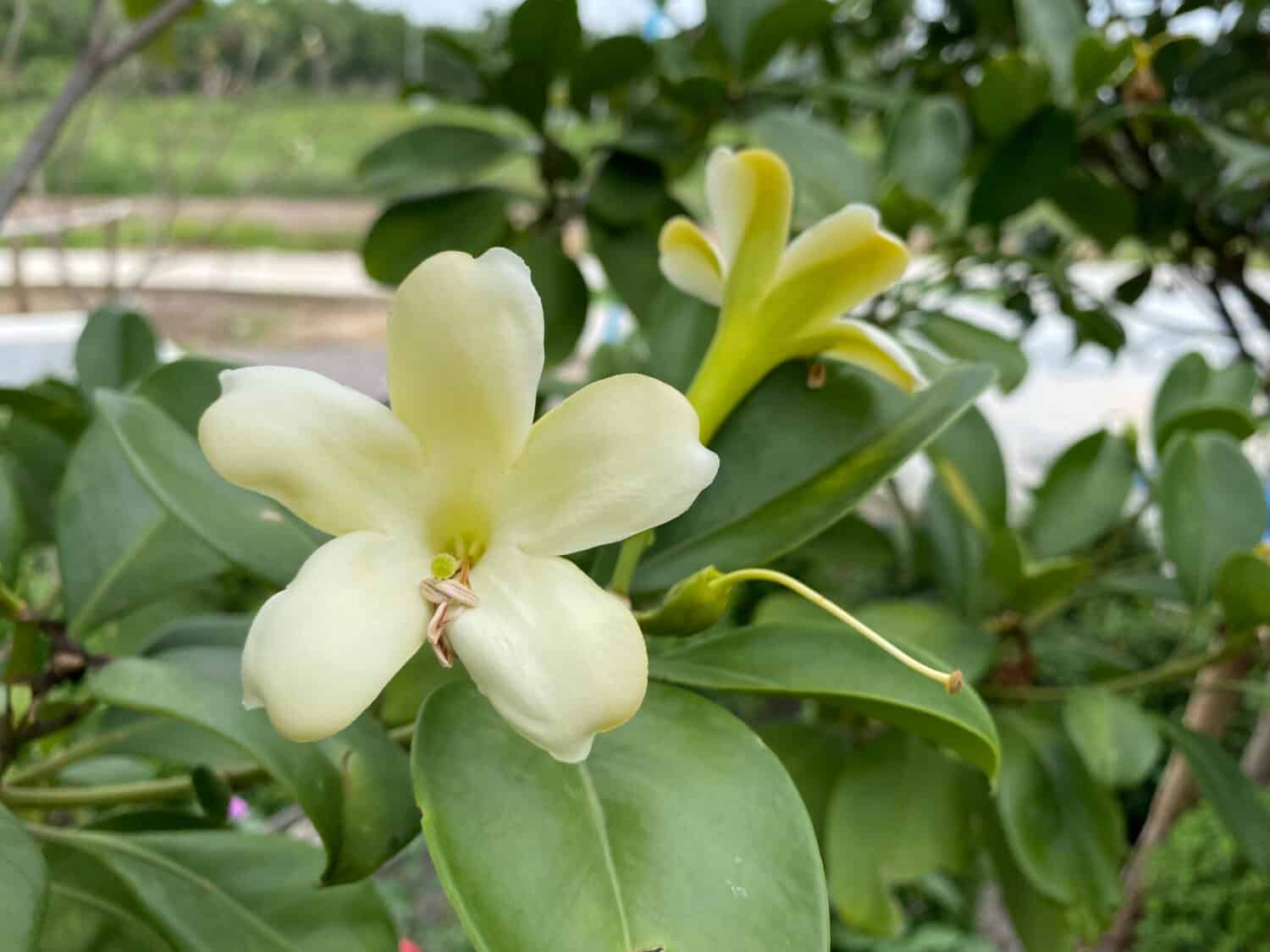 Fagraea berteroana (orth. variant F. berteriana), commonly known as the pua kenikeni or perfume flower tree