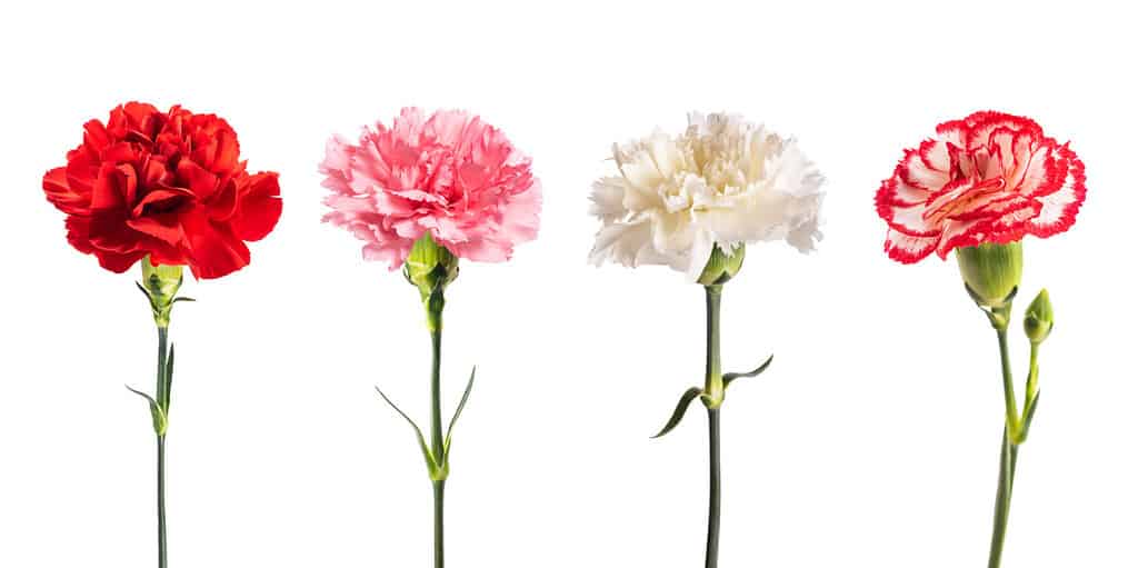 Carnations symbolize a mother's heartache when faced with the death of a child.