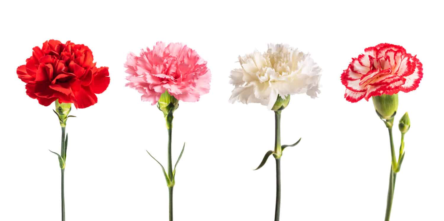 Pink, white, and red carnations grouped together in a row against a white background