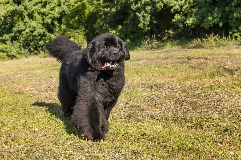 Single large black Newfoundland dog massive broad snout. Young Newfoundland dog playing on a green field. Water rescue dog.